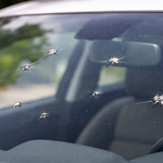 Armor Clear Windshield Chip Protection Film 40" x 60"